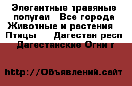 Элегантные травяные попугаи - Все города Животные и растения » Птицы   . Дагестан респ.,Дагестанские Огни г.